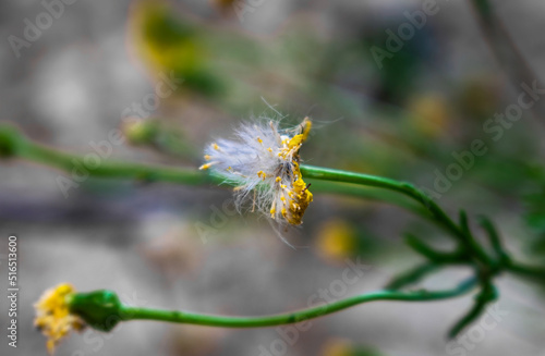yellow caterpillar on a flower