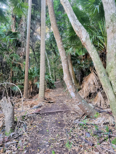 bush walking hiking track at the myall lakes australia. through coastal eucalypt forest with ferns and palms