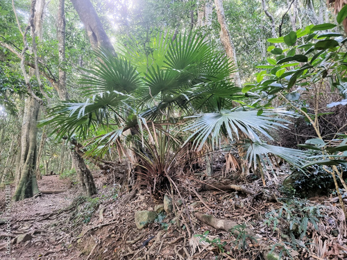 bush walking hiking track at the myall lakes australia. through coastal eucalypt forest with ferns and palms photo