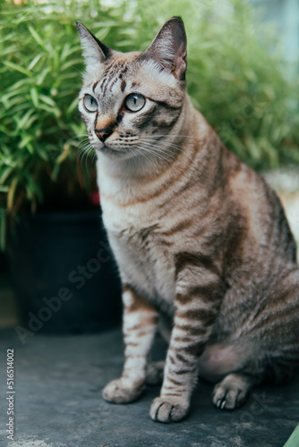 Thai cat call named "Sa-Lid"