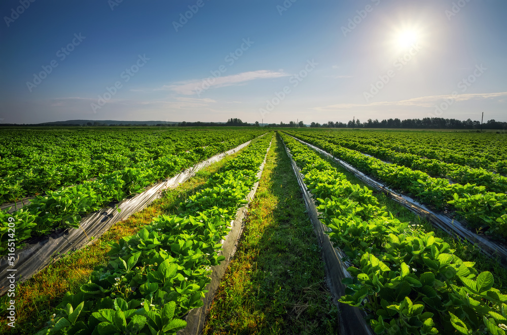 Naklejka premium Strawberries plantation on a sunny day. Landscape with green strawberry field with blue sky and sun.