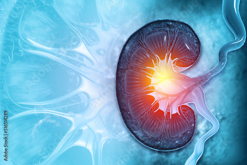 Canvas Print Kidney anatomy, cross section, kidney disease, 3d illustration