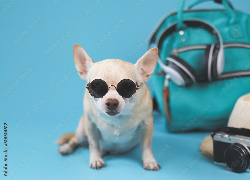 cute brown short hair chihuahua dog wearing sunglasses  sitting  on blue background with travel accessories, camera, backpack, headphones and straw hat. travelling  with animal concept.
