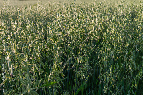 Young oat growing on the field on sunny spring or summer day.