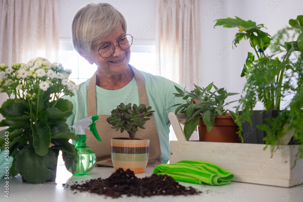 Senior caucasian woman gardener in casual clothes and protective gloves taking care of house plants on white table, concept of home garden and hobby Senior caucasian woman gardener in casual clothes and protective gloves taking care of house plants on white table, concept of home garden and hobby