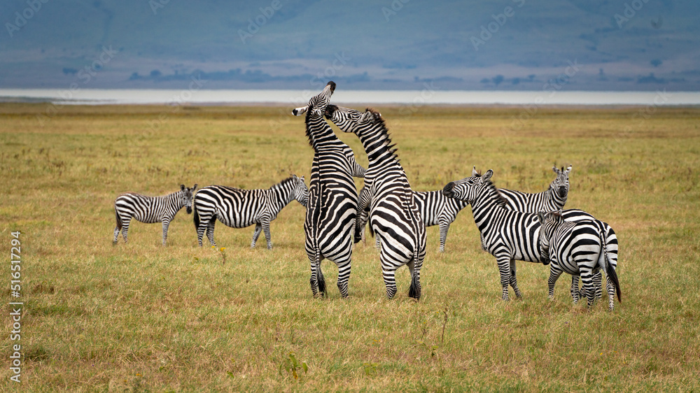 Obraz premium Zebras fighting in Serengeti National Park Tansania