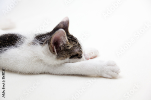 手を伸ばして眠る子猫 © haru