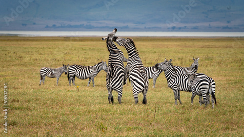 Zebras fighting in Serengeti National Park Tansania