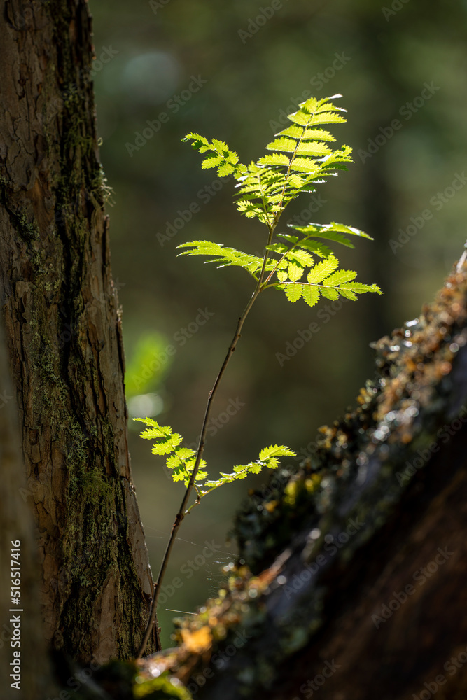 Obraz premium moss on tree