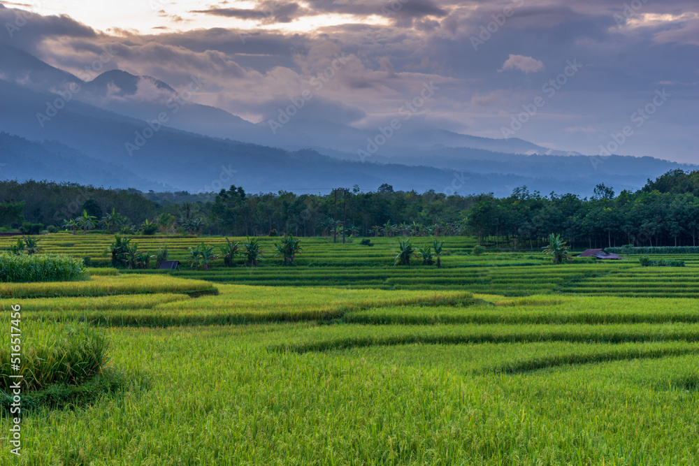 beautiful rice fields in the morning indonesia