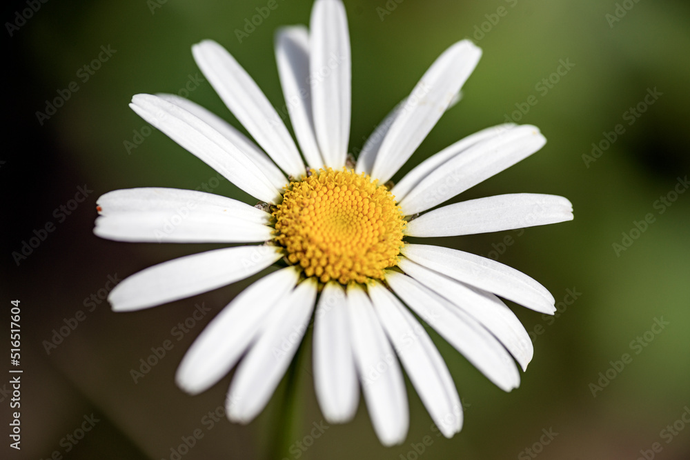 Fototapeta premium daisy flower closeupsweden,sverige,norrland