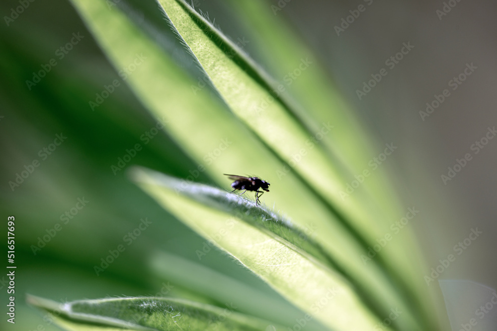 fly on leafsweden,sverige,norrland fly on leafsweden,sverige,norrland