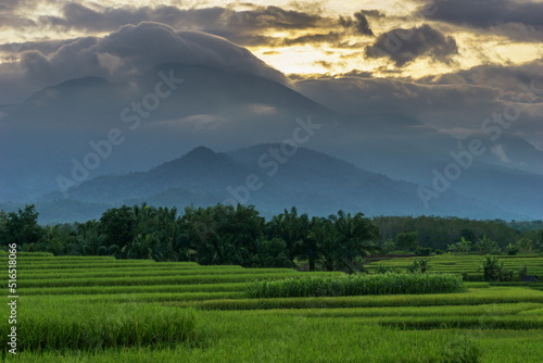 A beautiful picture of paddy fields.