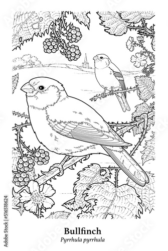 Bullfinch. Pyrrhula pyrrhula. A British resident, widespread but absent from northern Scotland, western Ireland and Isle of Man. Found in woodland, orchards, large gardens and places with wooded cover