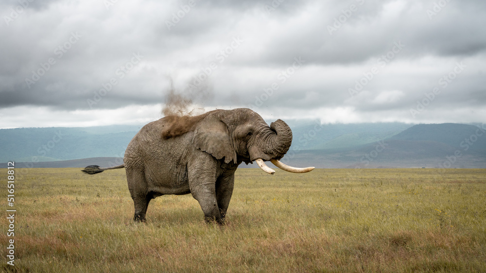 Fototapeta premium Elephant in Serengeti