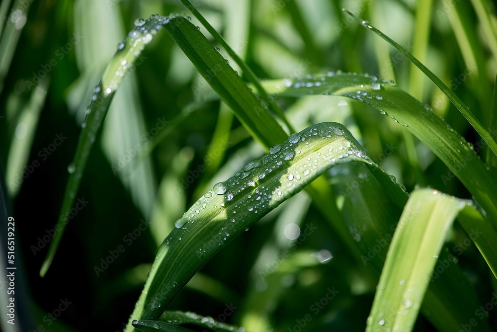Beautiful large drop morning dew in nature, selective focus. Drops of clean transparent water on leaves. Sun glare in drop. Image in green tones. Spring summer natural background. Beautiful large drop morning dew in nature, selective focus. Drops of clean transparent water on leaves. Sun glare in drop. Image in green tones. Spring summer natural background.