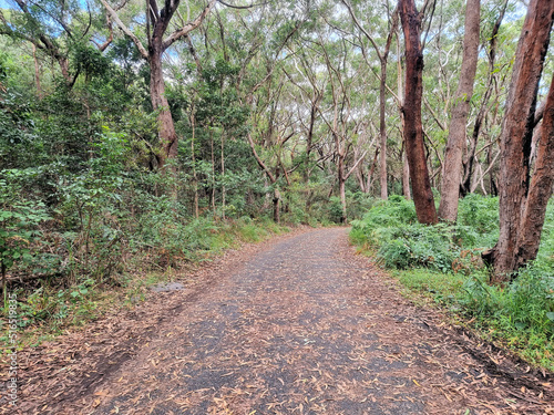 Walking track at Sugarloaf Point through Australian eucalypt forest