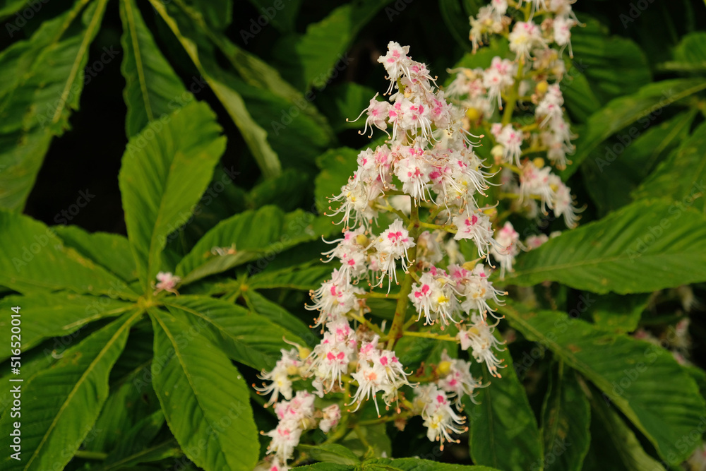 Beautiful inflorescences of blooming chestnut tree and green leaves in urban gardening, public park. Beautiful flowering pink and white flowers of Horse-chestnut (Aesculus hippocastanum, Conker tree). Beautiful inflorescences of blooming chestnut tree and green leaves in urban gardening, public park. Beautiful flowering pink and white flowers of Horse-chestnut (Aesculus hippocastanum, Conker tree).