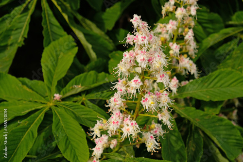 Beautiful inflorescences of blooming chestnut tree and green leaves in urban gardening, public park. Beautiful flowering pink and white flowers of Horse-chestnut (Aesculus hippocastanum, Conker tree).