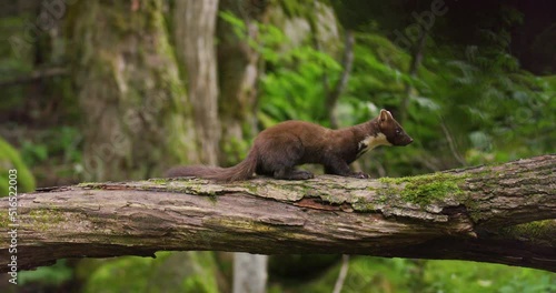 European pine marten eating on overturned tree in the woods