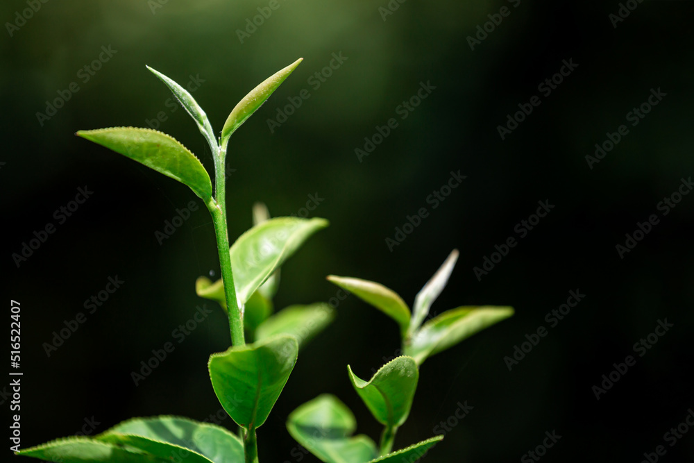 Closeup green tea leaf in garden , blurred background. Closeup green tea leaf in garden , blurred background.