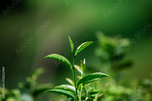 Closeup green tea leaf in garden ,on blurred background.