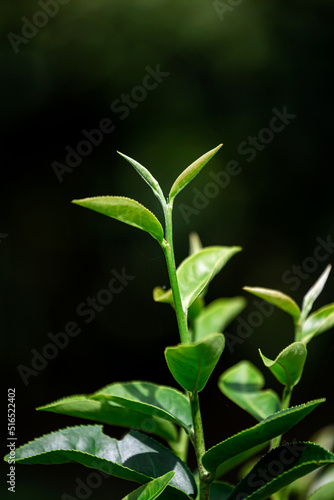 Fototapeta Naklejka Na Ścianę i Meble -  Closeup green tea leaf in garden , blurred background.