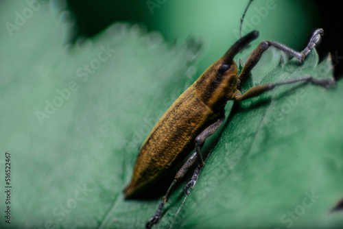 隠れていた甲虫