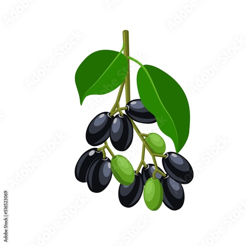 Vector illustration, Jambolan plum or Javanese plum, scientific name Syzygium cumini, isolated on a white background, exotic fruit as a medicinal herb. photo