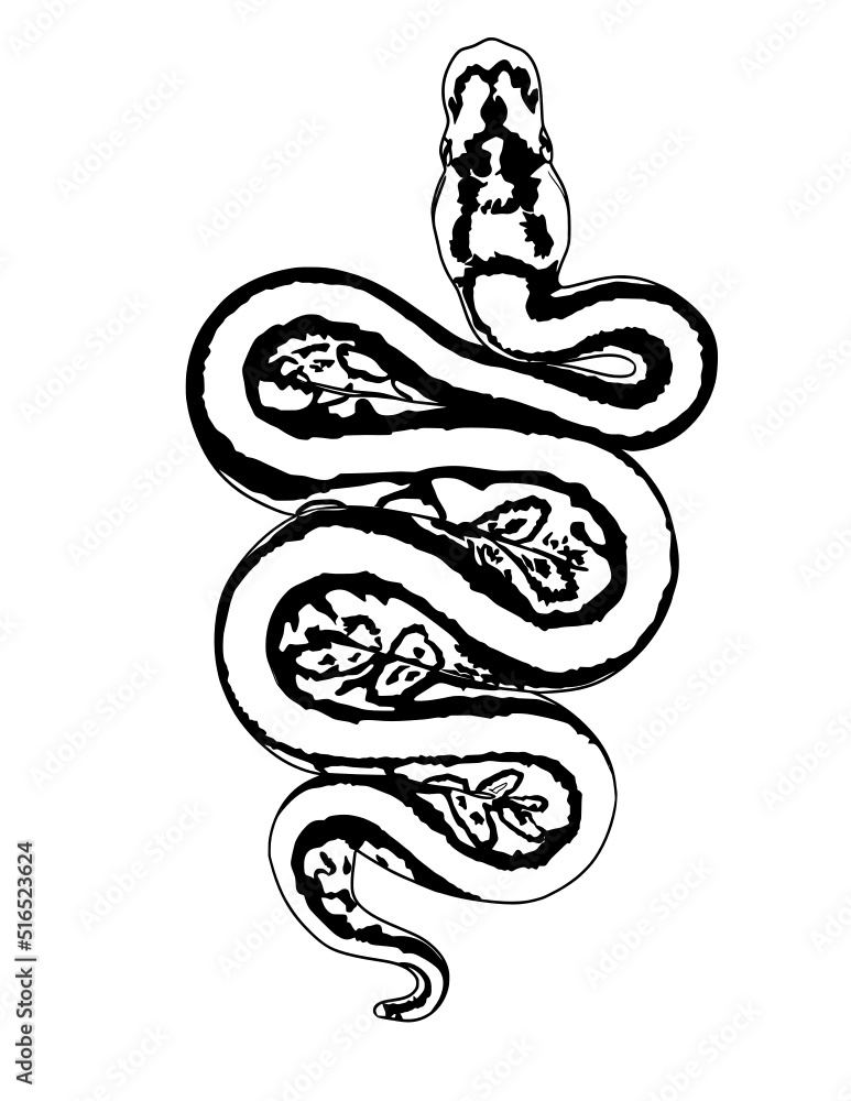 Fototapeta premium Snake