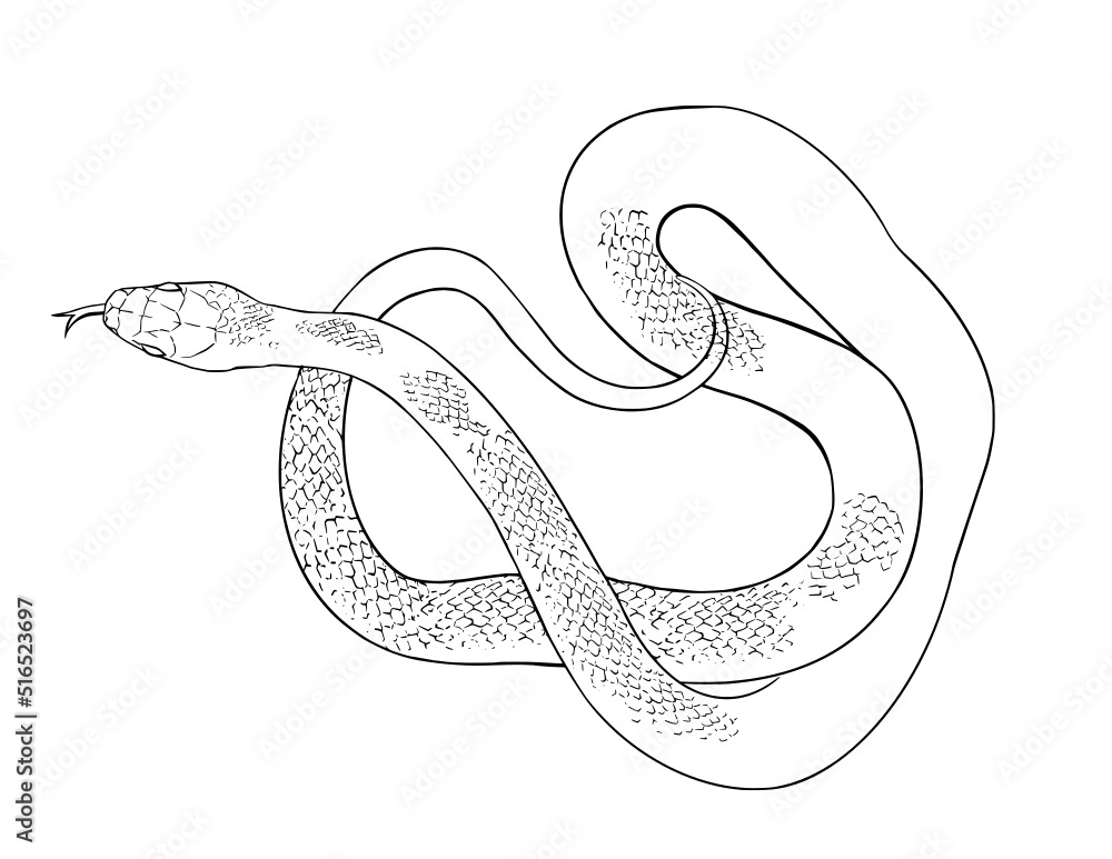 Fototapeta premium Snake