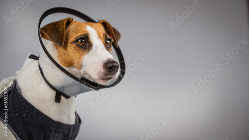 Dog jack russell terrier in a blanket and a conical collar after surgery on a gray background. Copy space.  © Михаил Решетников