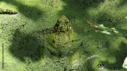Close up toad frog in green algae water croaking ribbit and jumping away