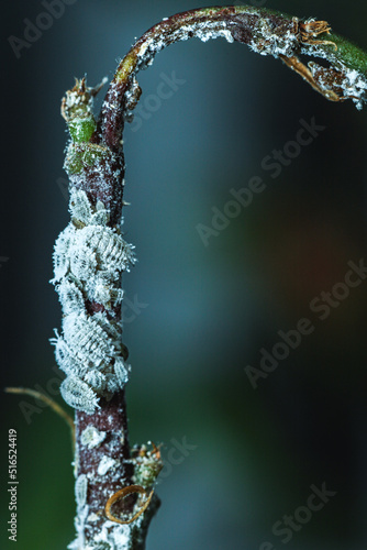 Cotton mealybug, Solenopsis mealybug, Phenacoccus solenopsis Tinsley (Hemiptera, Coccomorpha, Pseudococcidae) photo