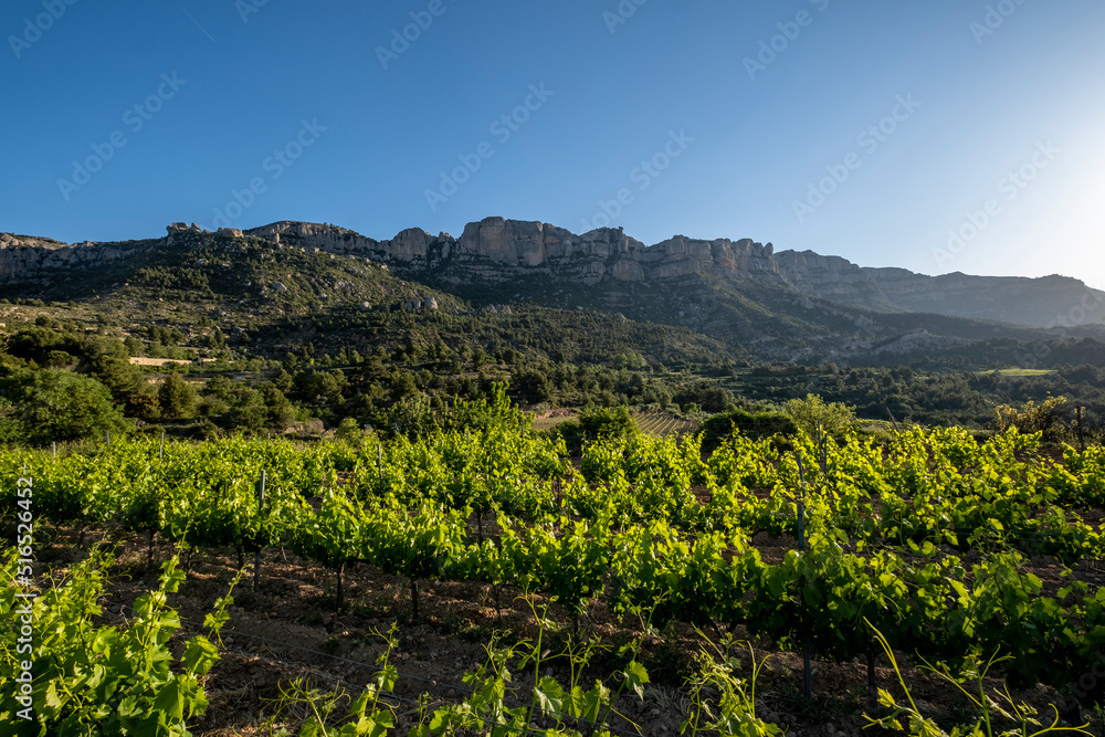 Vineyards during sunrise in Morera de Montsant in the Montsant appellation of origin wine region in the province of Tarragona in Spain