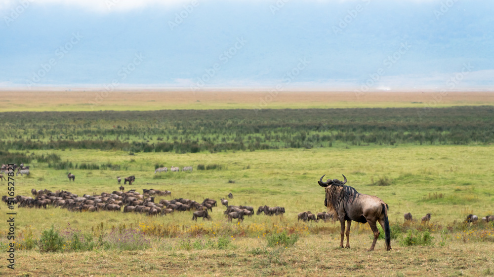 herd of wildebeest herd of wildebeest