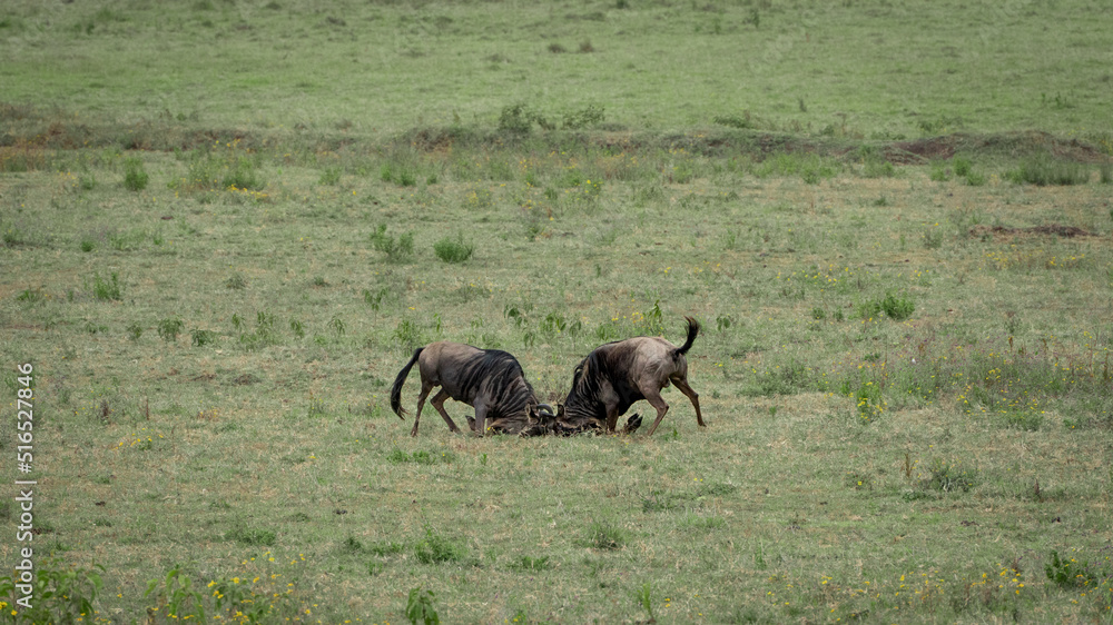 Obraz premium Wildebeast fighting in Serengeti National Park Tansania