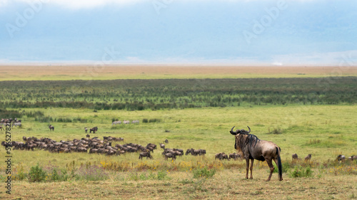 herd of wildebeest © artura