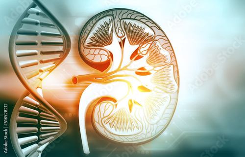 Human kidney with dna strand. 3d illustration.. photo