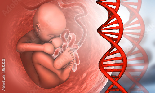 Human fetus with dna strand  on scientific background. 3d illustration. photo