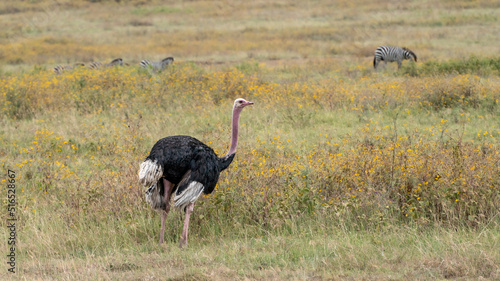 Ostrich in Serengeti National Park