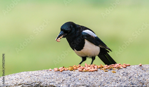 Magpie eating nuts