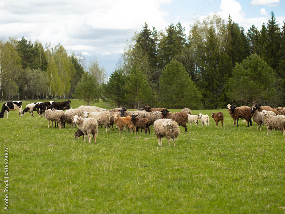 A group of black and white sheep graze on a green meadow, livestock and farming concept A group of black and white sheep graze on a green meadow, livestock and farming concept