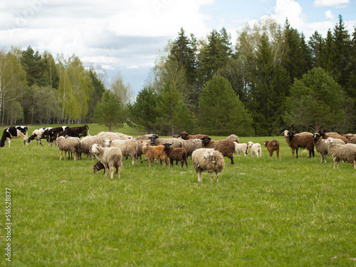 A group of black and white sheep graze on a green meadow, livestock and farming concept