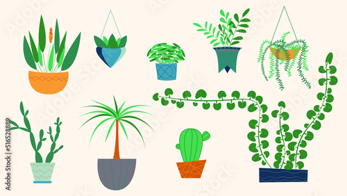 Set of different house plants in pots. succulent, home garden, indoor trees. Vector illustration for interior, botany, home decoration concept