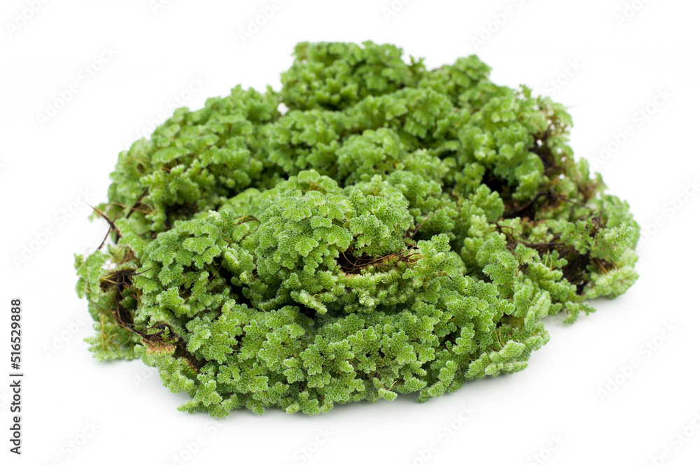 Green floating Azolla Pinnata (Azolla microphylla) isolated on white backgound. Used as an ingredient in animal feed. Green floating Azolla Pinnata (Azolla microphylla) isolated on white backgound. Used as an ingredient in animal feed.