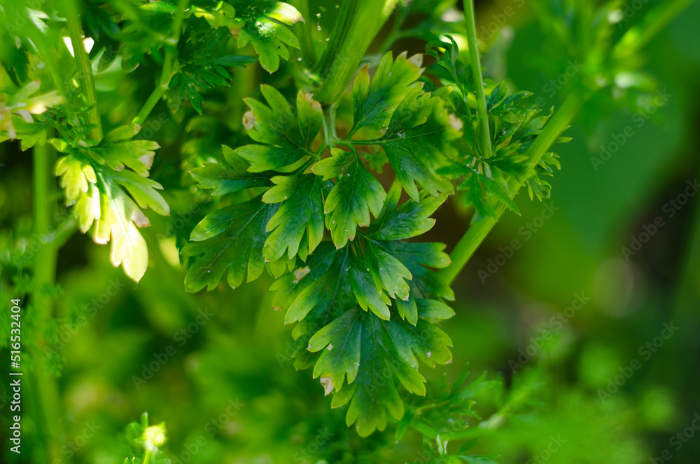 Background of parsley. Fresh organic parsley growing in the garden outdoors. Green background Background of parsley. Fresh organic parsley growing in the garden outdoors. Green background
