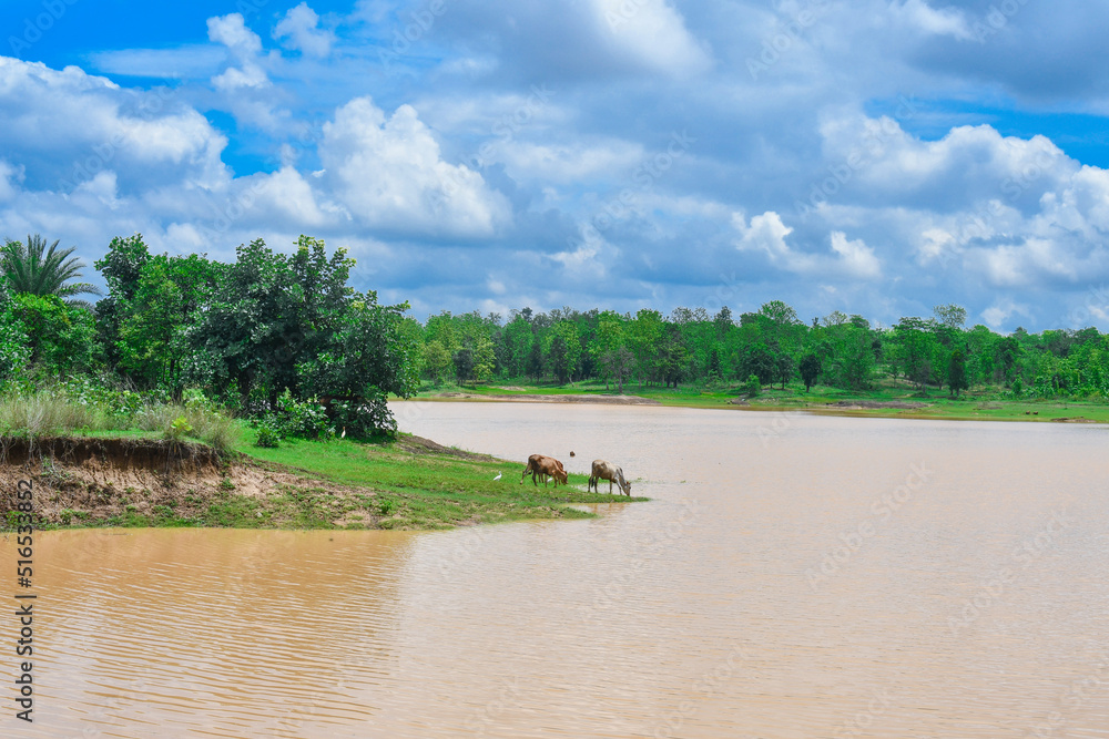 Beautiful Rainy Season Scenery With Blue Sky, Green Forest Yellow Water On Pond. Two Cows are drinking water from pond Also. Beautiful Rainy Season Scenery With Blue Sky, Green Forest Yellow Water On Pond. Two Cows are drinking water from pond Also.