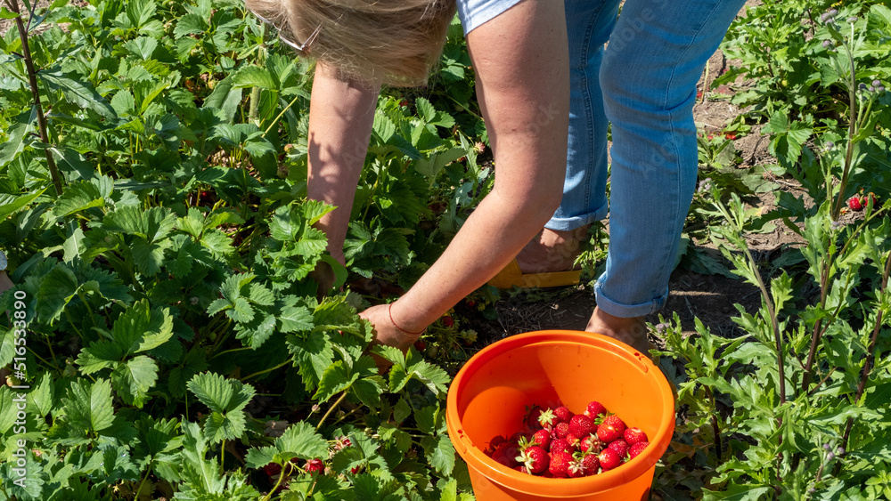 Fototapeta premium Juicy, fresh red ripe strawberries picked in an orange bucket. A woman picks berries in summer in July.