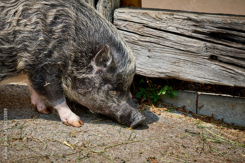 Glückliches Schwein auf Bio-Bauernhof